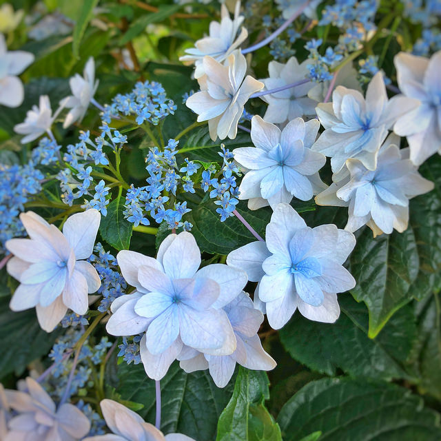 紫陽花