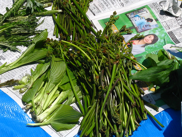 只見 山菜教室 只見 山菜教室