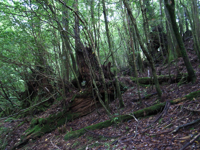 屋久島 縄文杉トレッキング